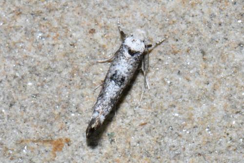 Paraswammerdamia albicapitella